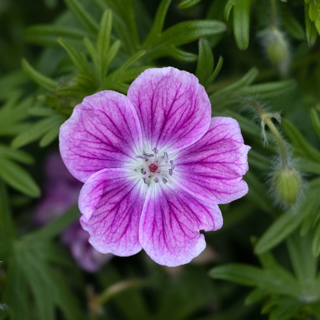Gerânio-sanguíneo Elke - Geranium sanguineum