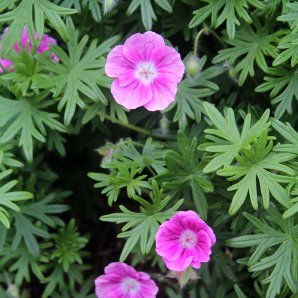 Gerânio-sanguíneo Elke - Geranium sanguineum