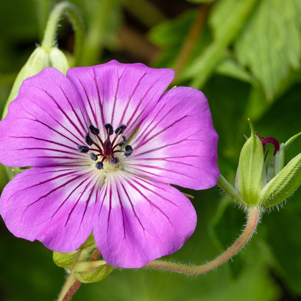 Geranium wallichianum Magical® All Summer Delight