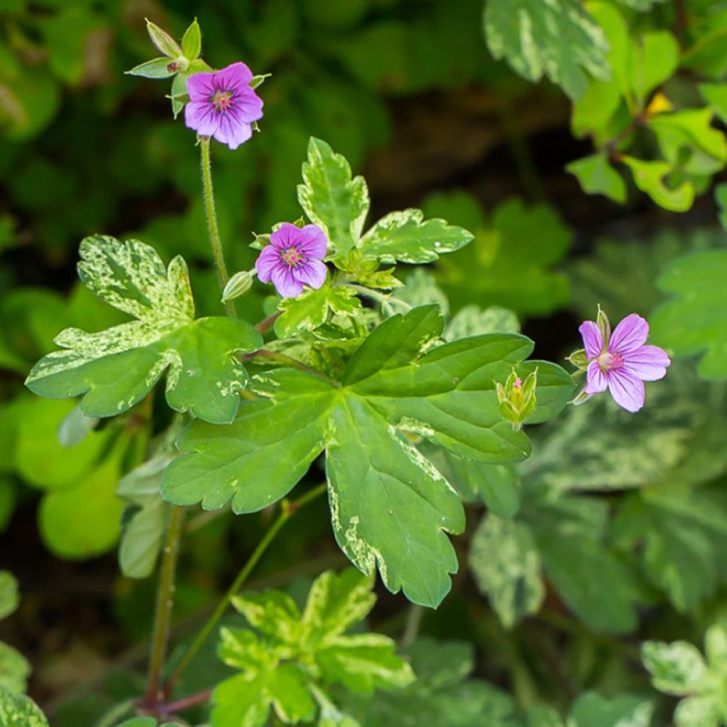 Gerânio Confetti - Geranium yoshinoi