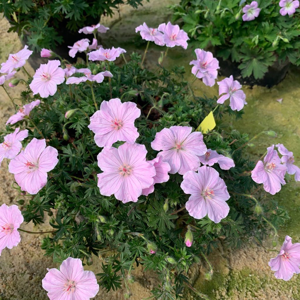 Gerânio-sanguíneo Frivolius Pink - Geranium sanguineum