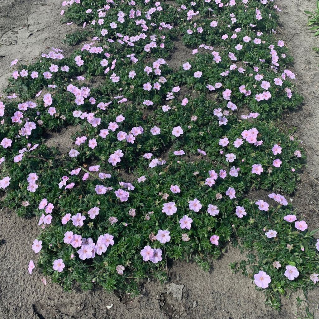 Gerânio-sanguíneo Frivolius Pink - Geranium sanguineum