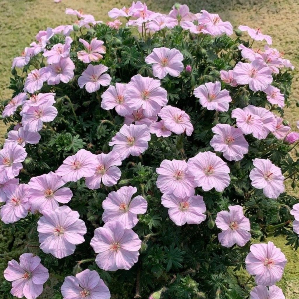 Gerânio-sanguíneo Frivolius Pink - Geranium sanguineum