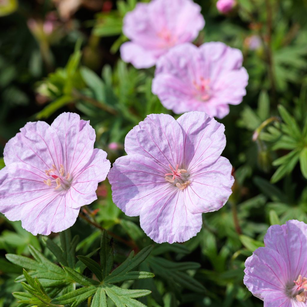 Gerânio-sanguíneo Frivolius Pink - Geranium sanguineum