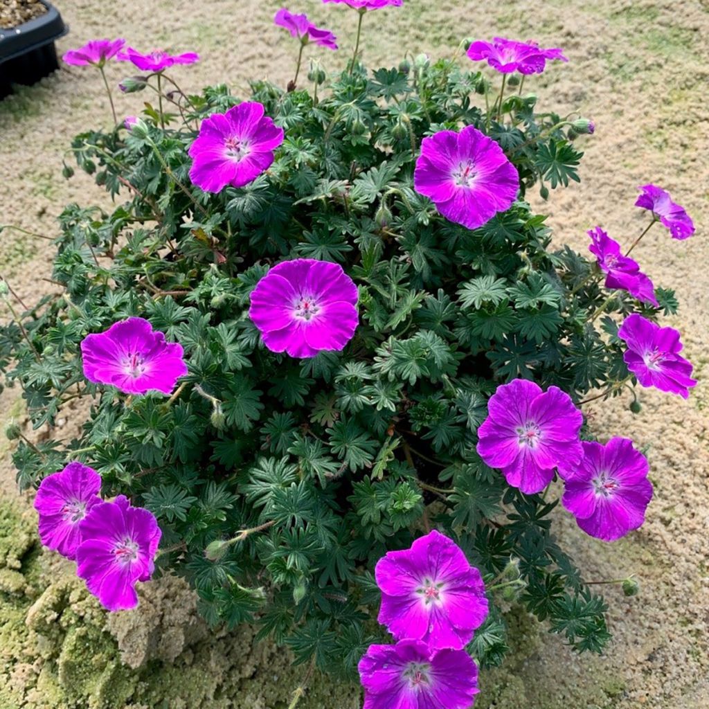 Gerânio-sanguíneo Frivolius Purple - Geranium sanguineum