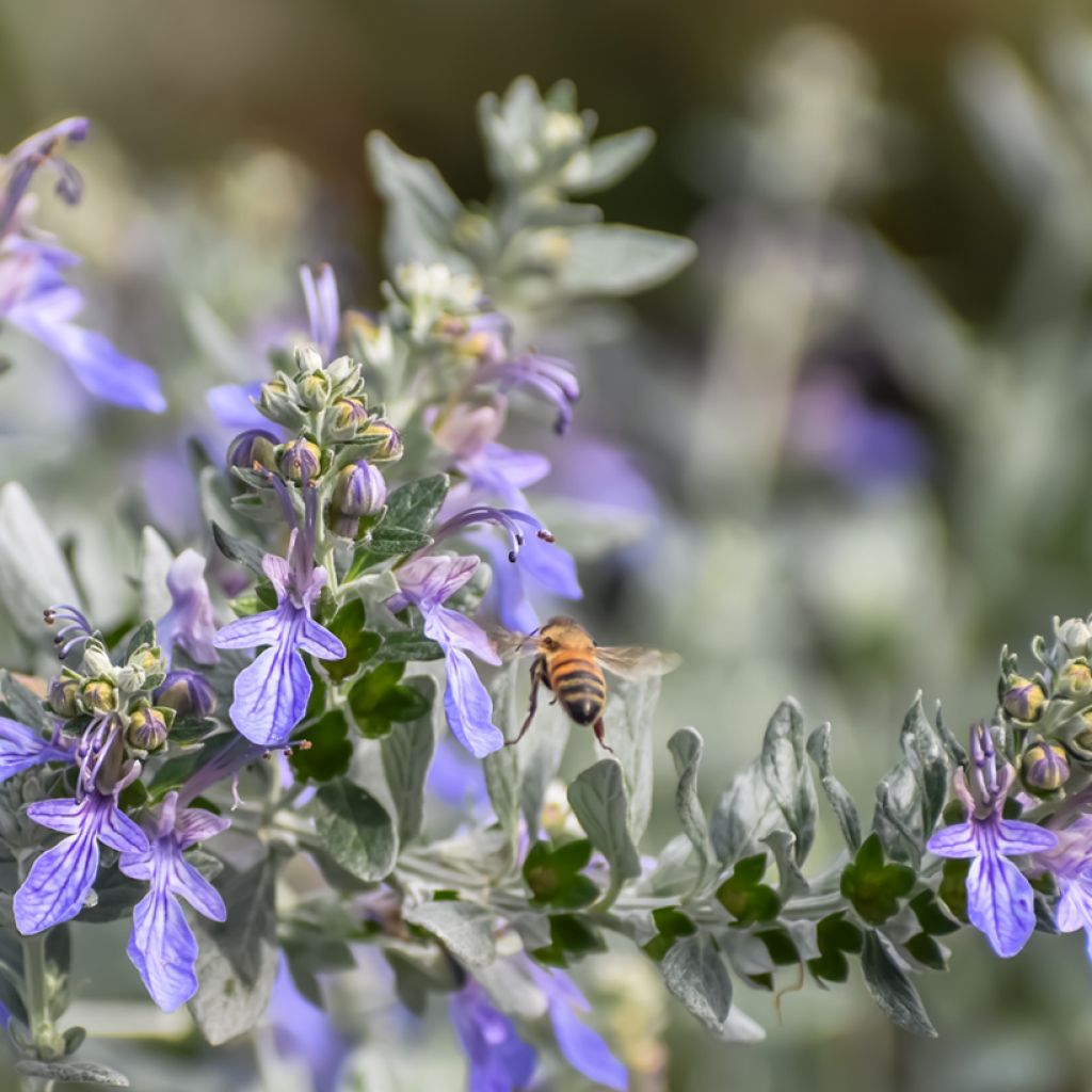 Teucrium fruticans