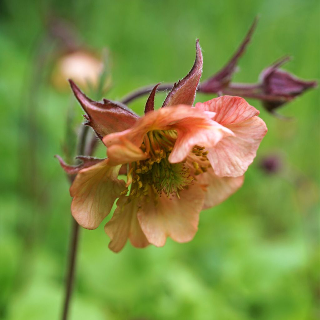 Geum Mai Tai