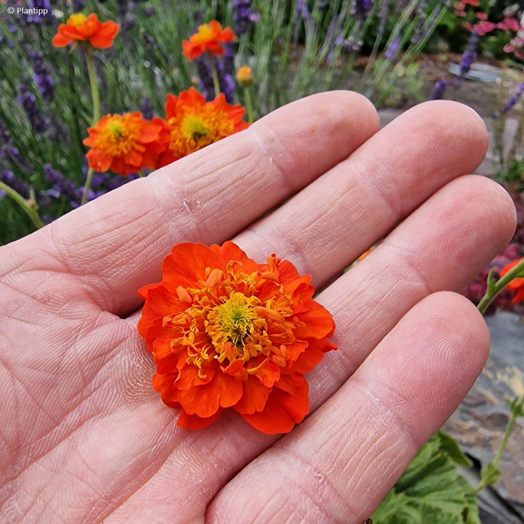 Geum Orange Pumpkin