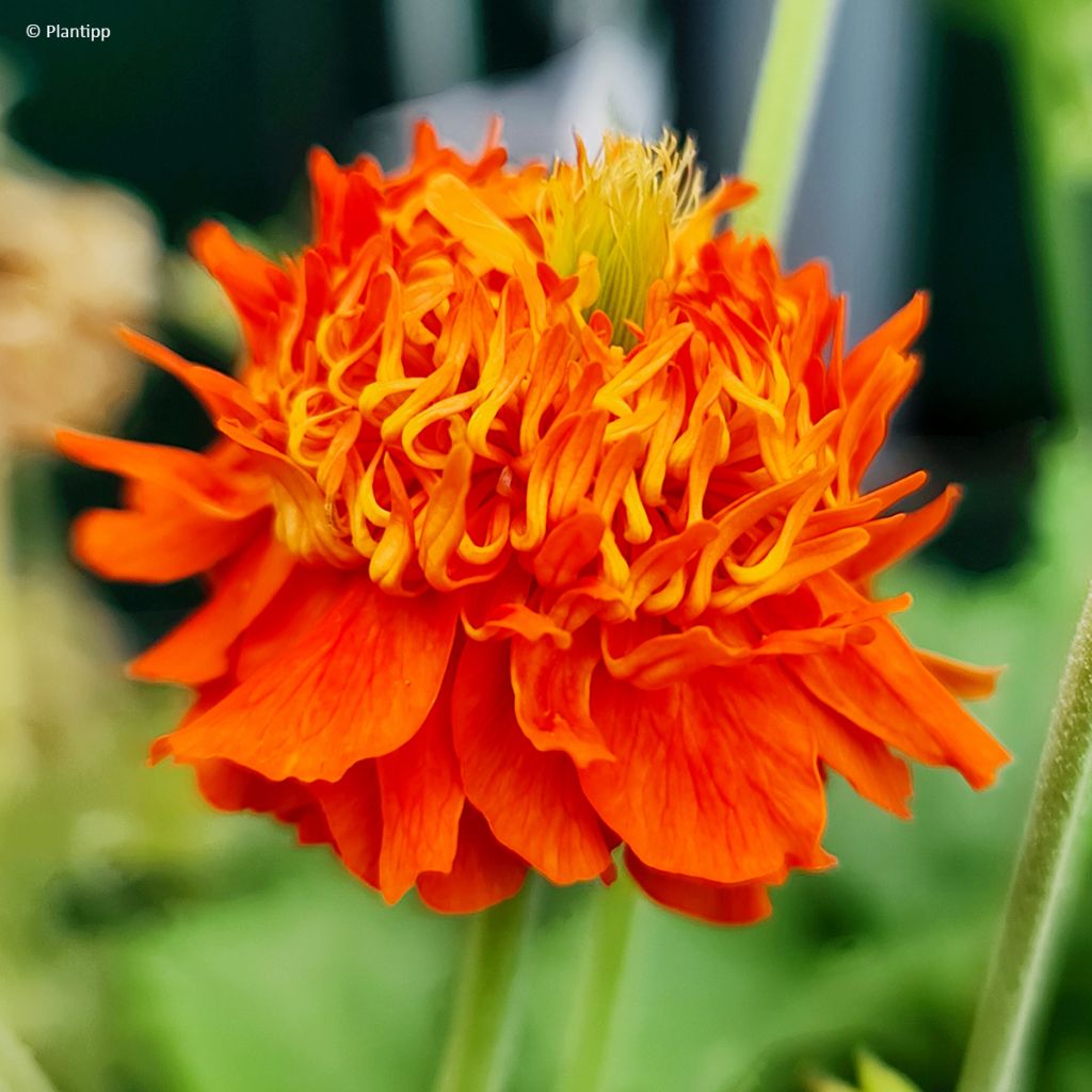 Geum Orange Pumpkin