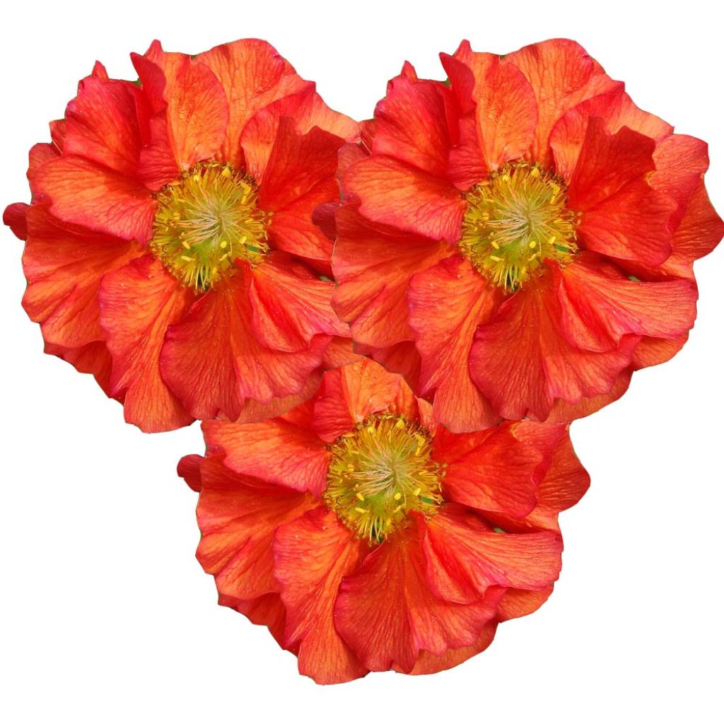 Geum Scarlet Tempest ® - Benoîte hybride