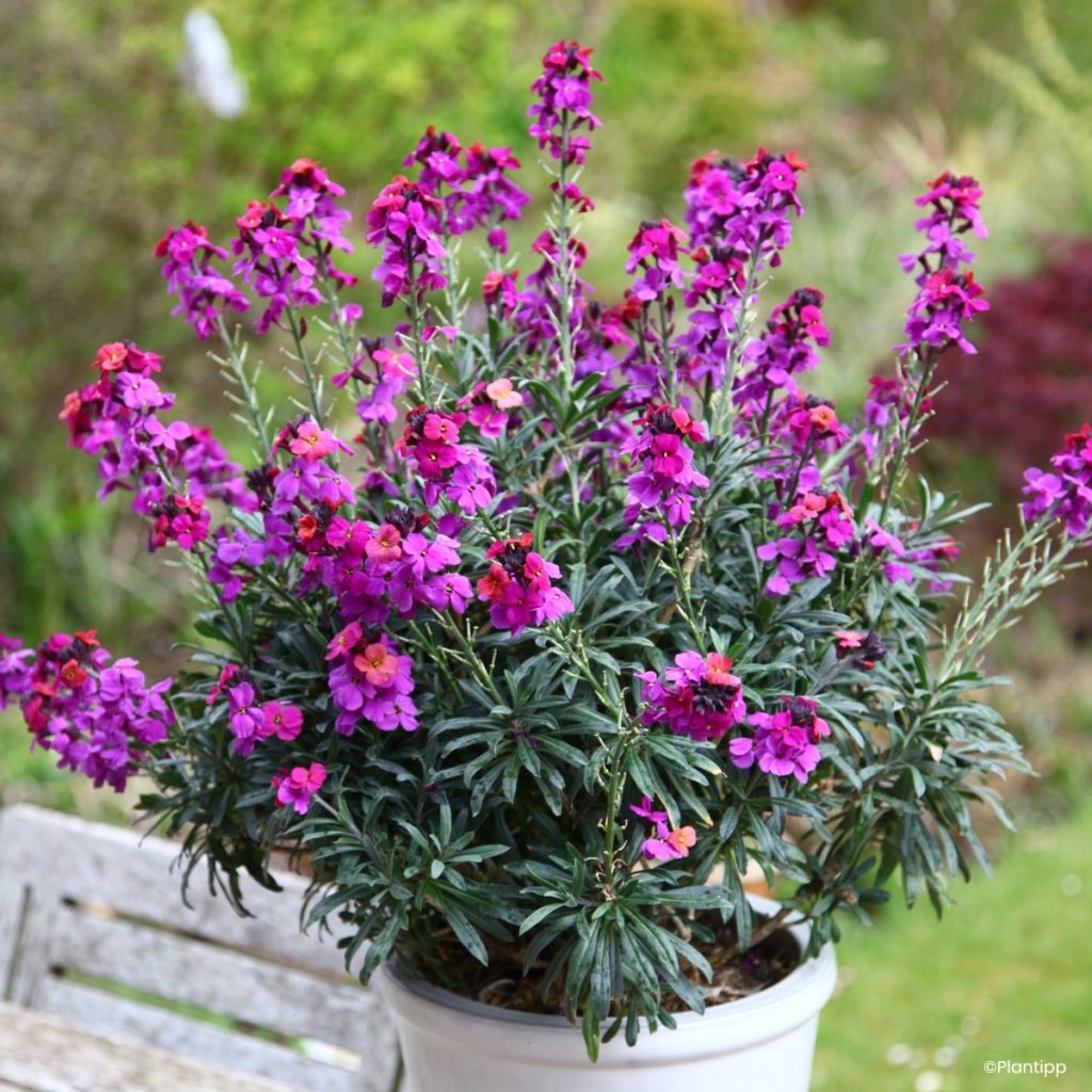 Erysimum Colour Vibe Purple