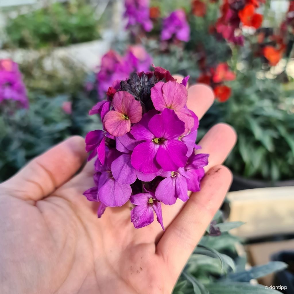 Erysimum Colour Vibe Purple
