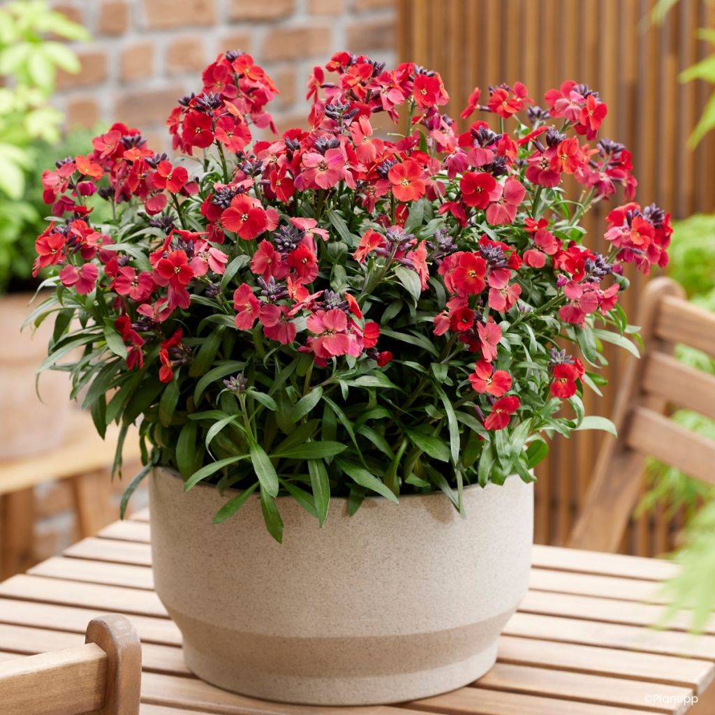 Erysimum Colour Vibe Red
