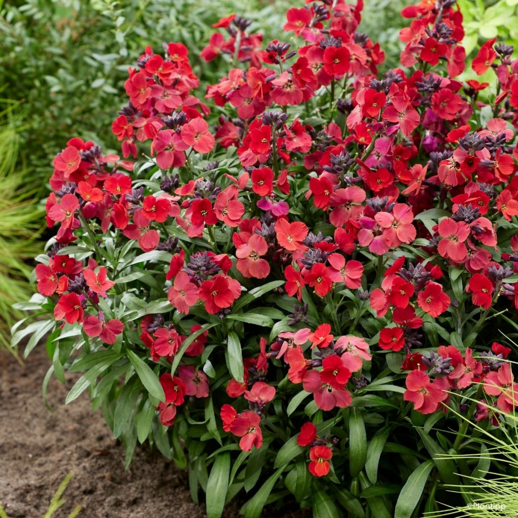 Erysimum Colour Vibe Red
