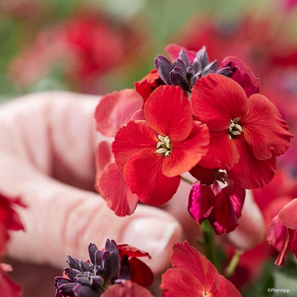 Erysimum Colour Vibe Red
