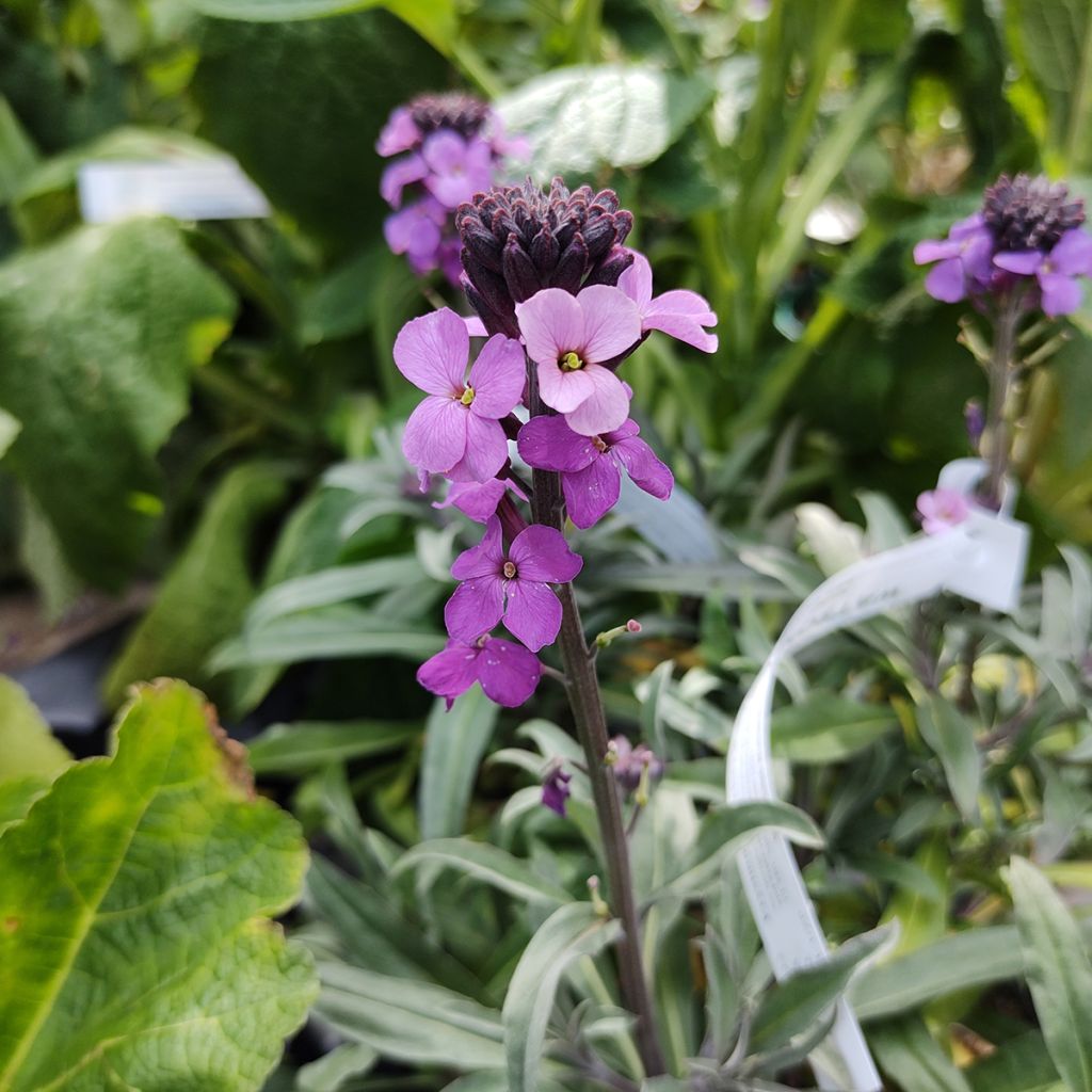 Erysimum Bowles Mauve