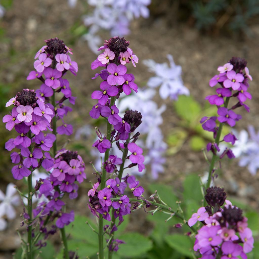 Erysimum Bowles Mauve