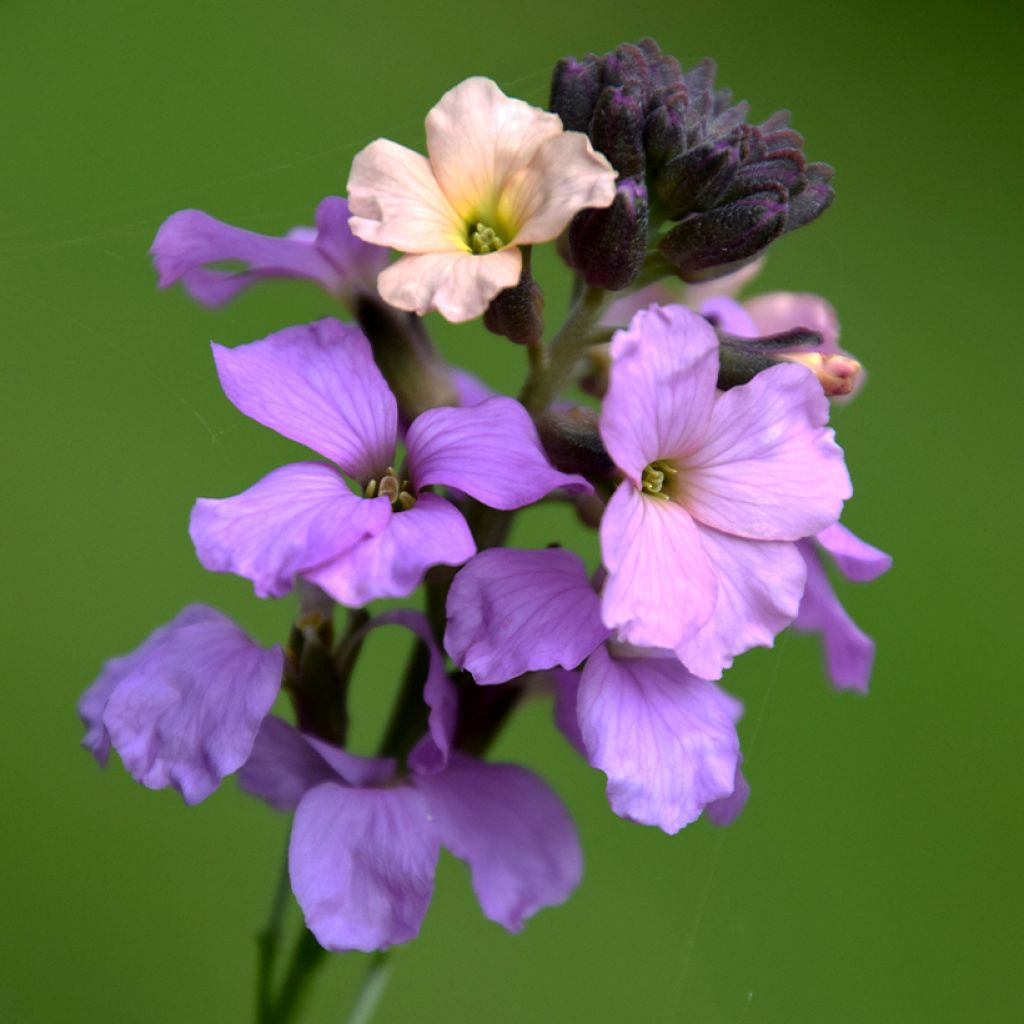 Erysimum Jenny Brook