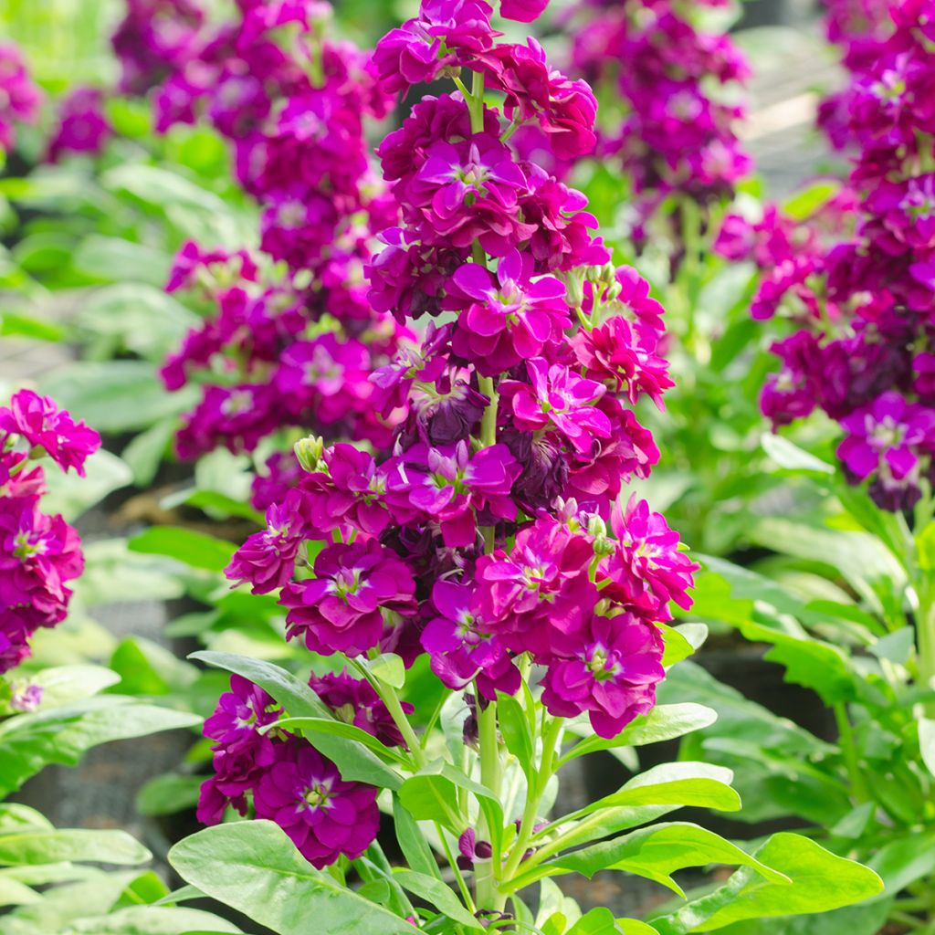 Matthiola incana - Goivo
