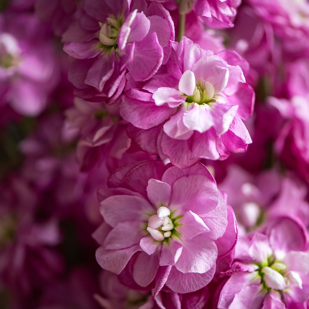 Matthiola incana - Goivo