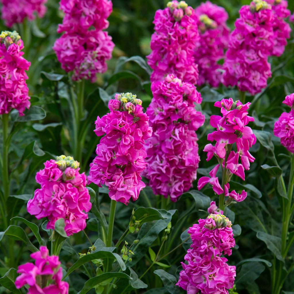 Matthiola incana - Goivo