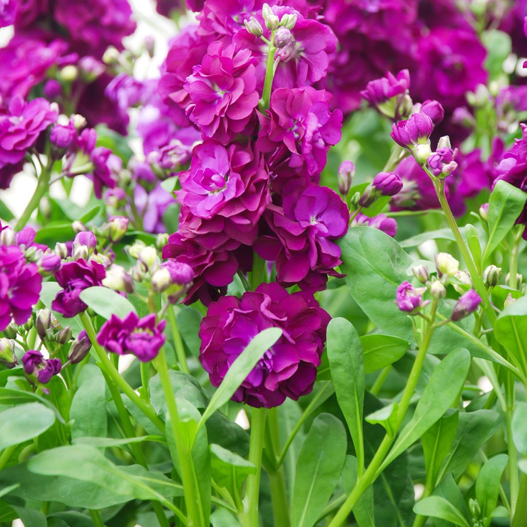 Matthiola incana - Goivo