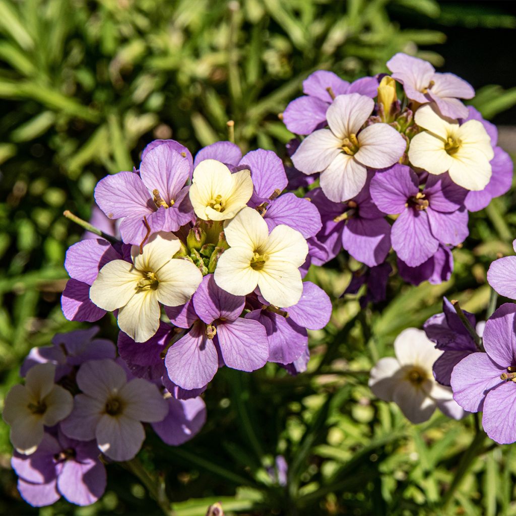 Erysimum Poem Lilac