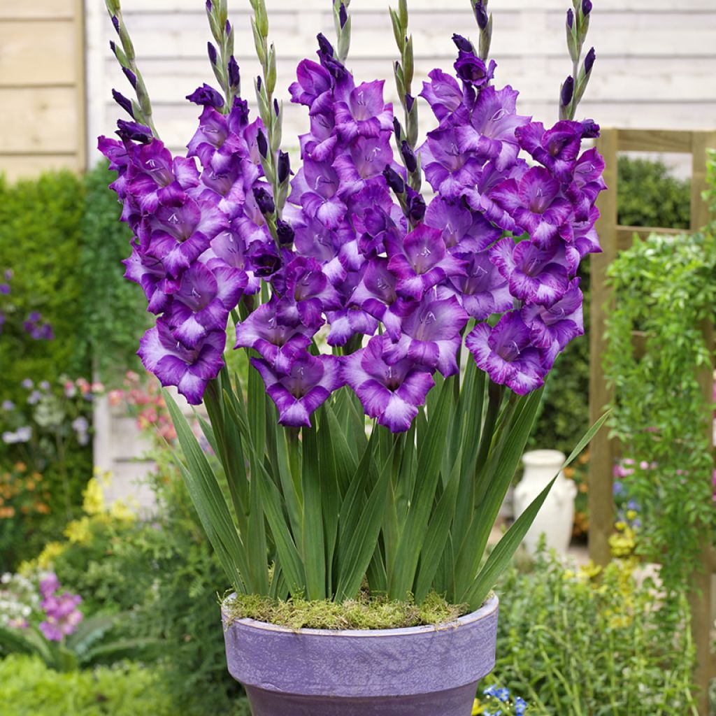 Gladíolo Glamini Kim em