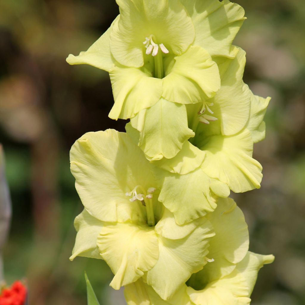 Gladíolo Green Star