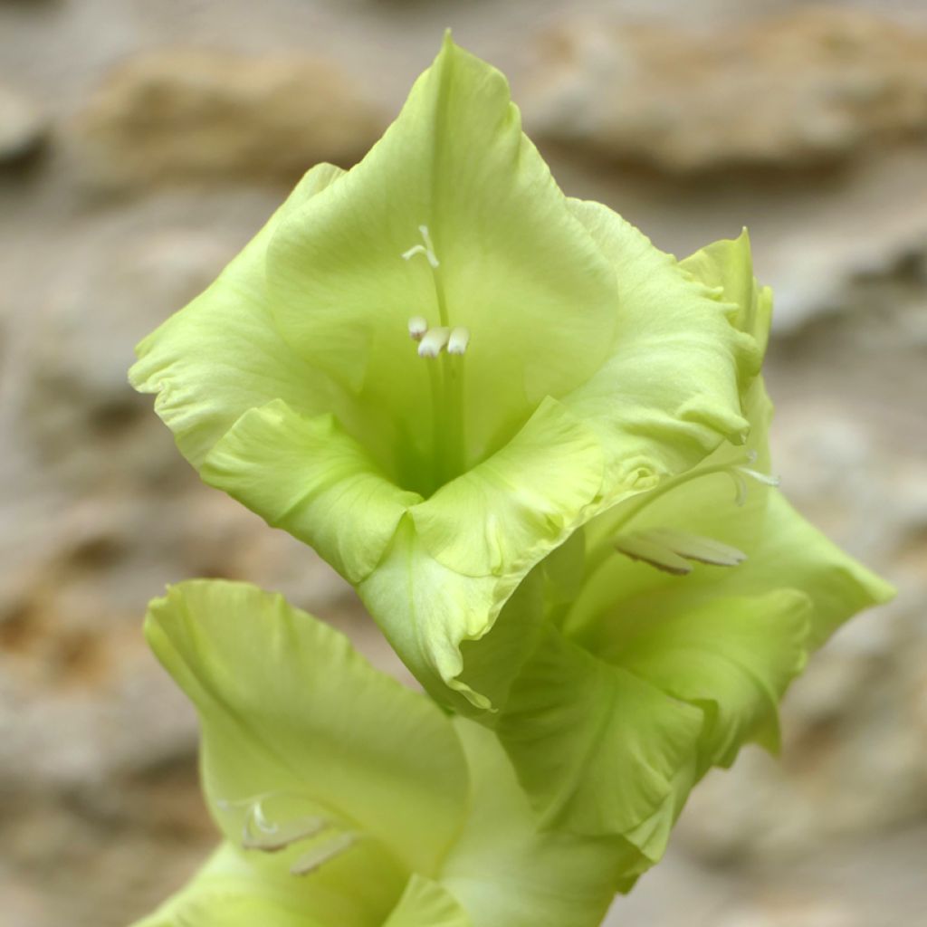 Gladíolo Green Star