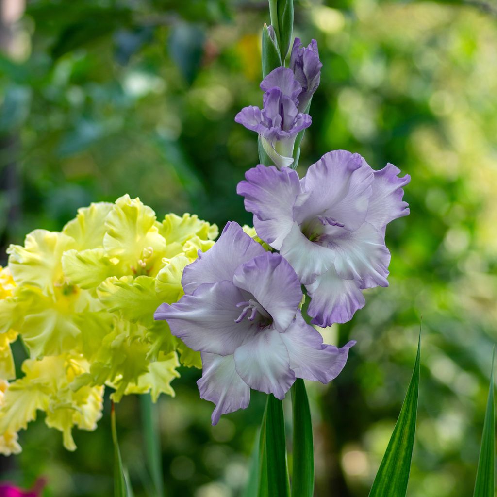 Gladíolo Triton