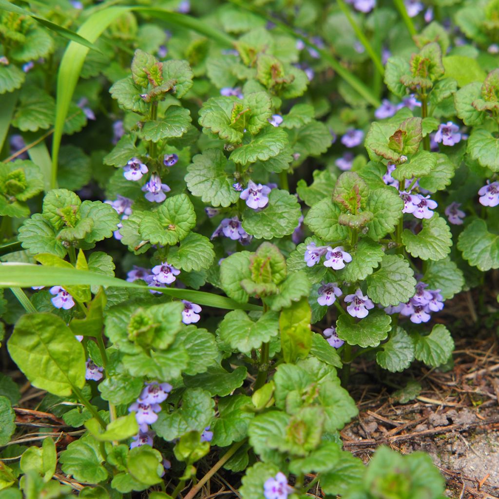 Glechoma hederacea