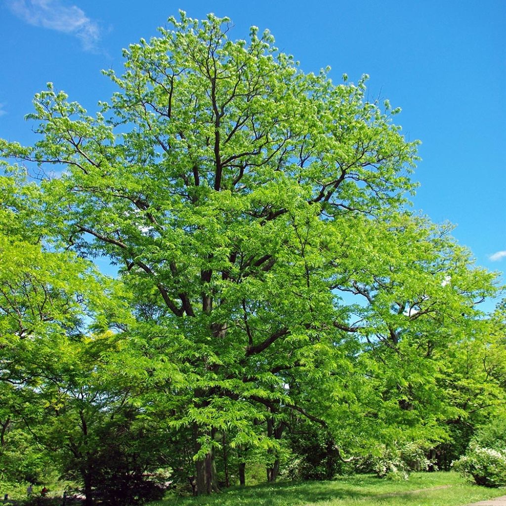 Gleditsia triacanthos