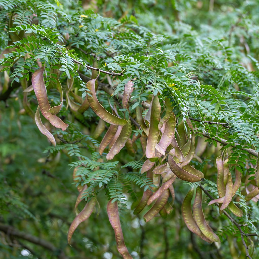 Gleditsia triacanthos