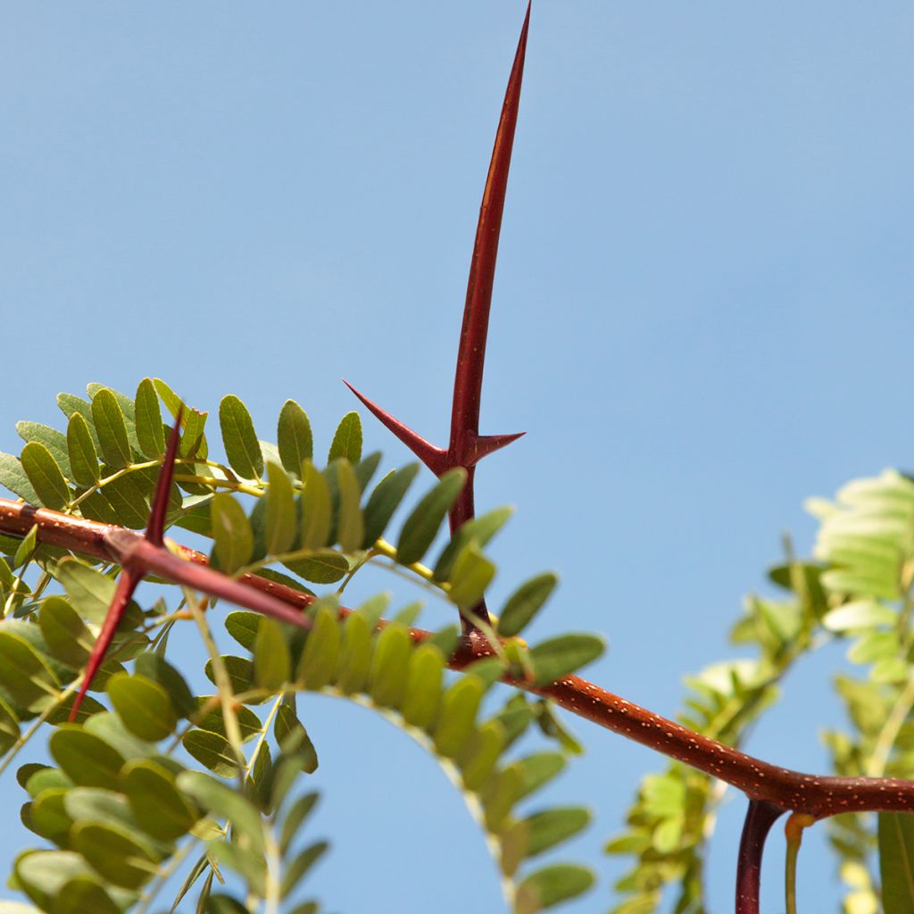 Gleditsia triacanthos