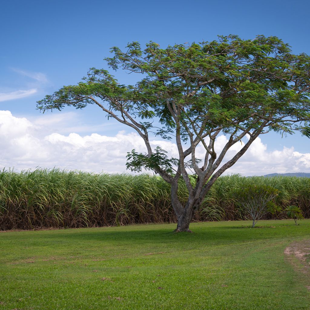 Gleditsia triacanthos