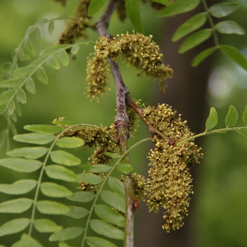 Gleditsia triacanthos Skyline