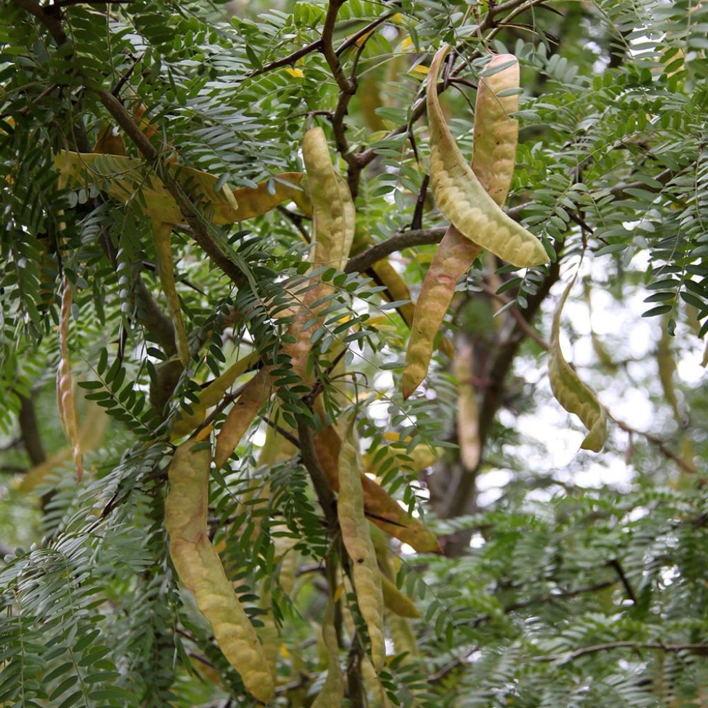 Gleditsia triacanthos Skyline