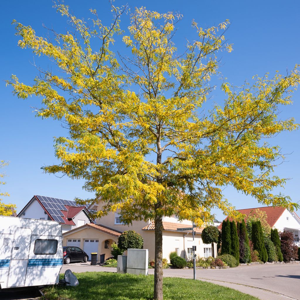 Gleditsia triacanthos Skyline
