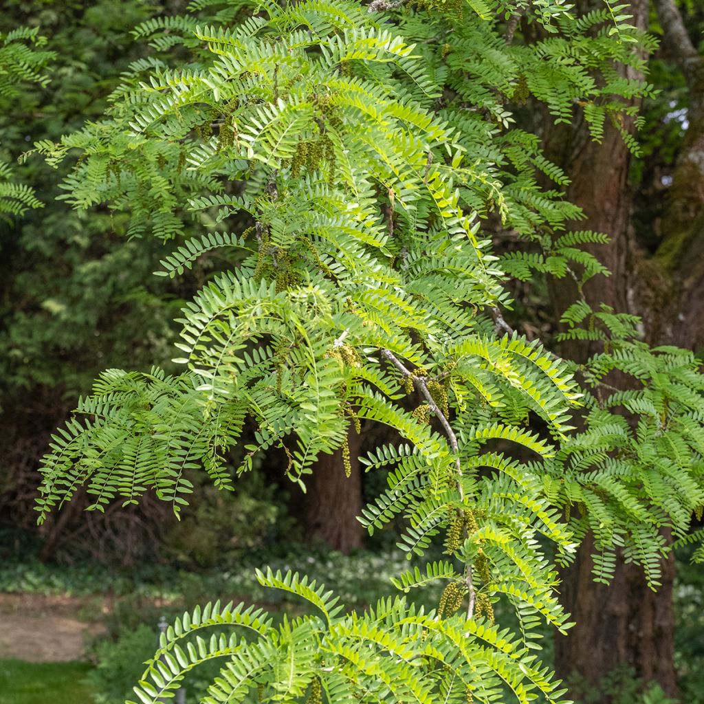 Gleditsia triacanthos Skyline