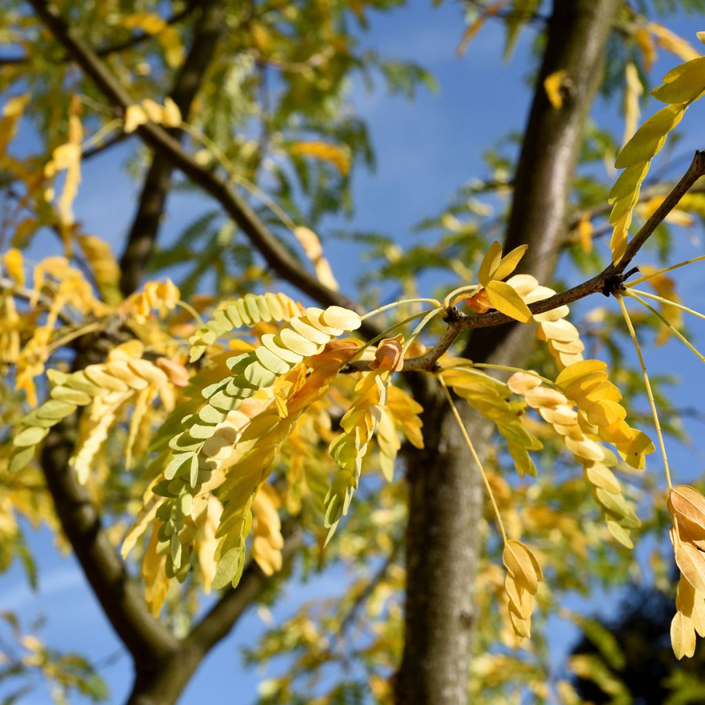 Gleditsia triacanthos Skyline