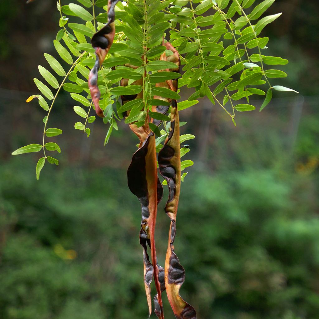 Gleditsia triacanthos f. inermis em sementes