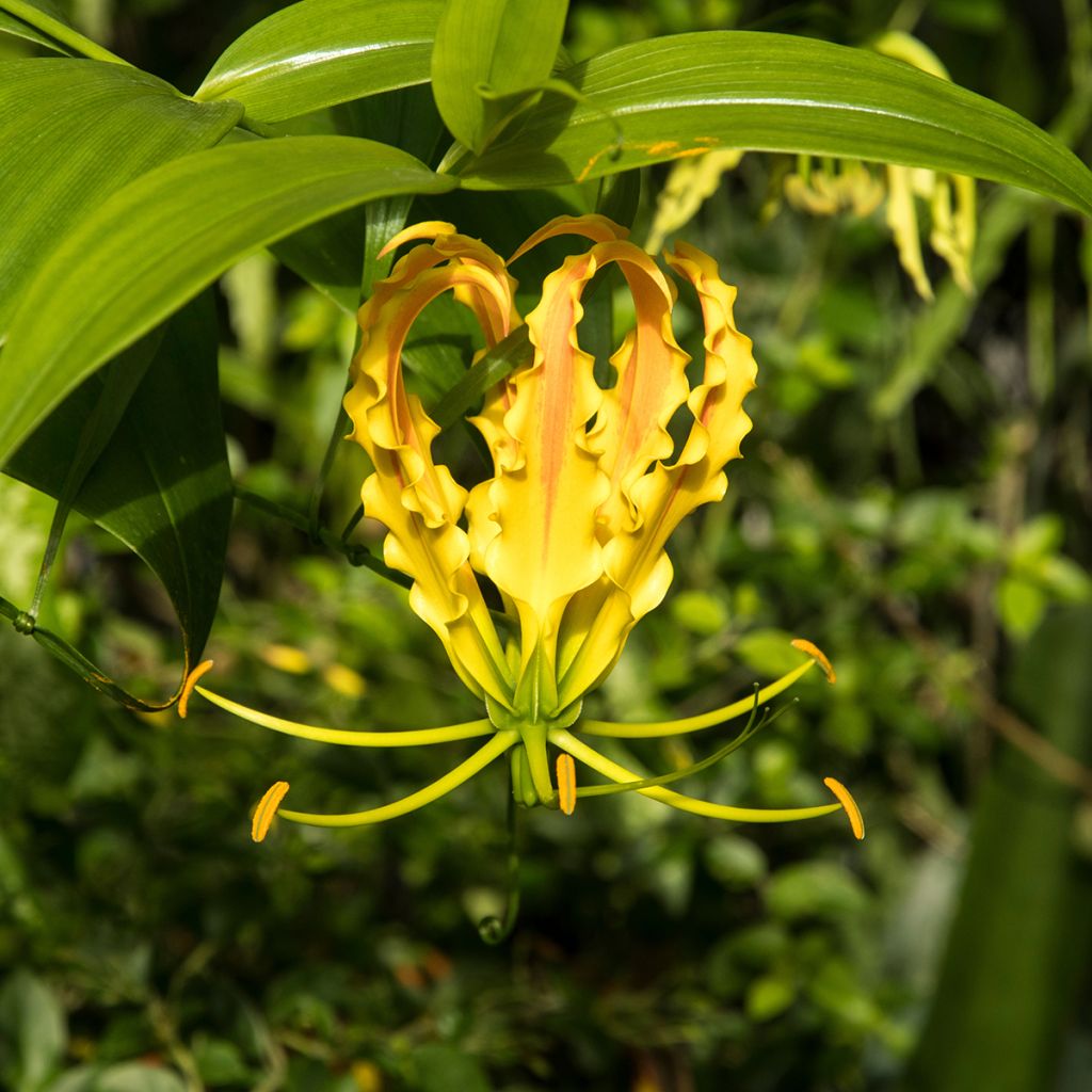 Gloriosa lutea - Lírio-trepador