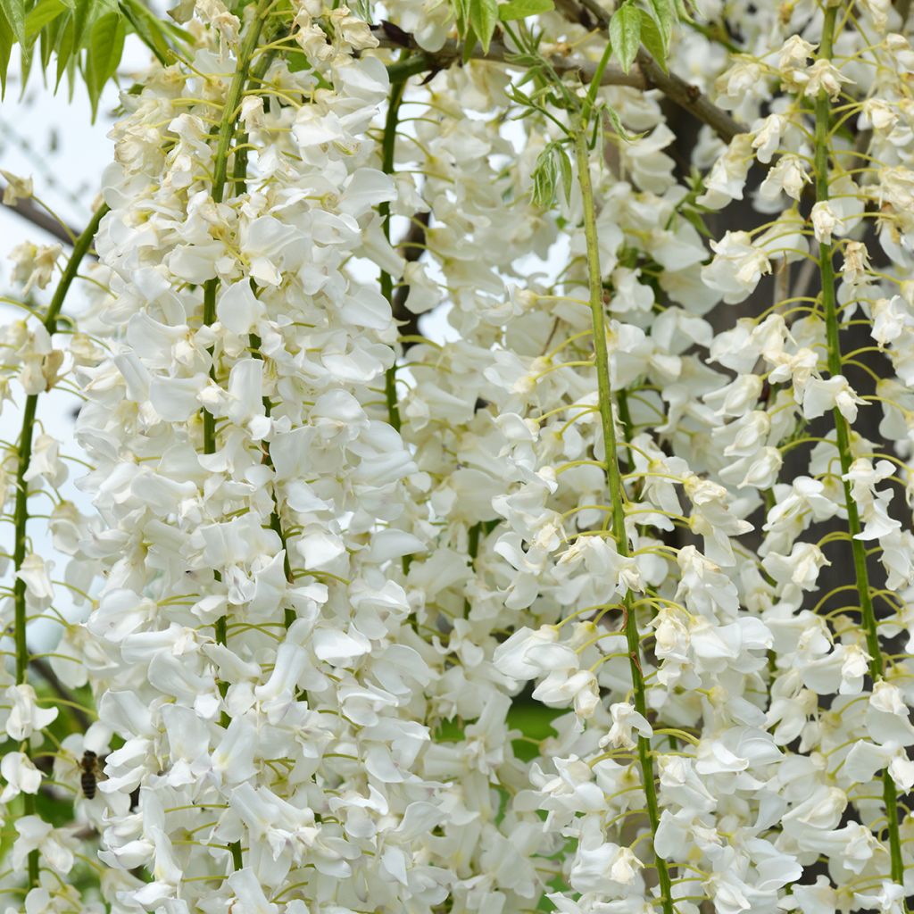 Wisteria floribunda Shiro-noda - Glicínia-japonesa