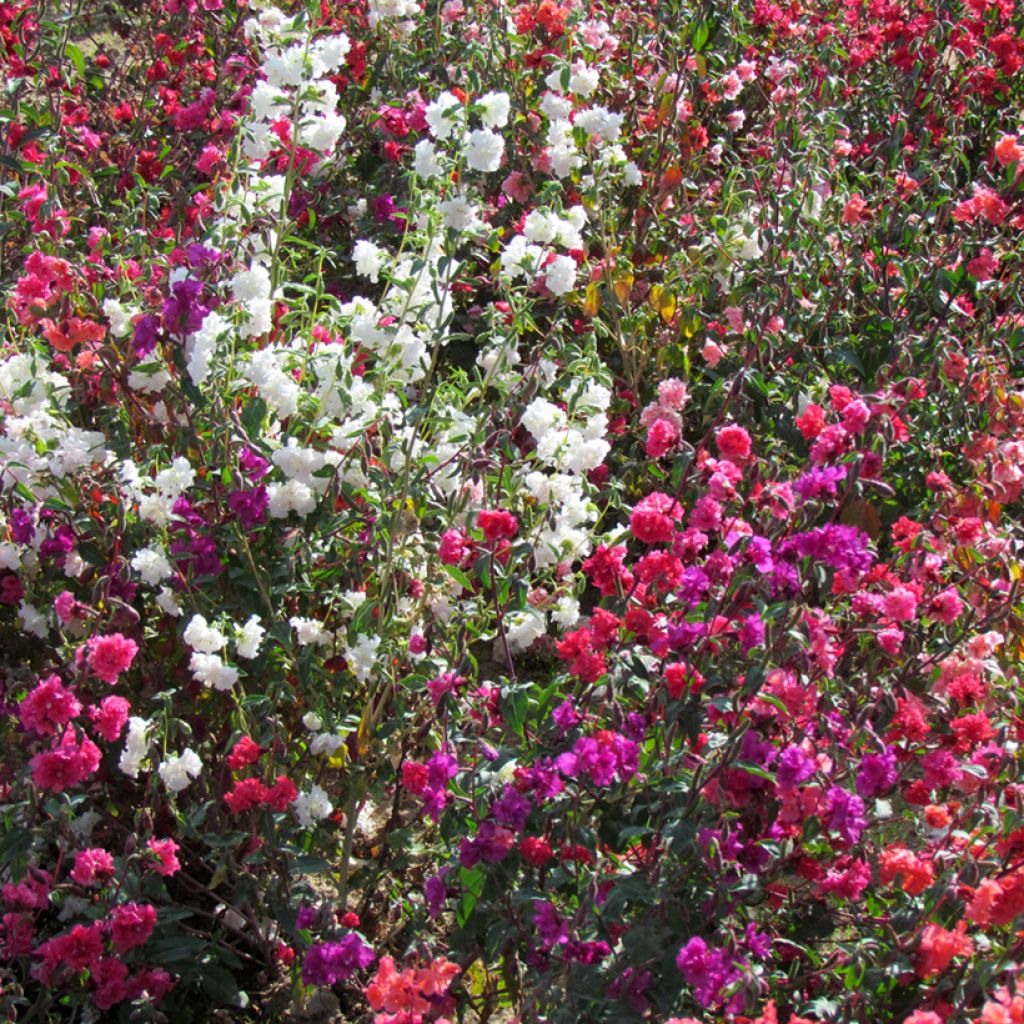 Godécia unguiculata Excellent mix em sementes