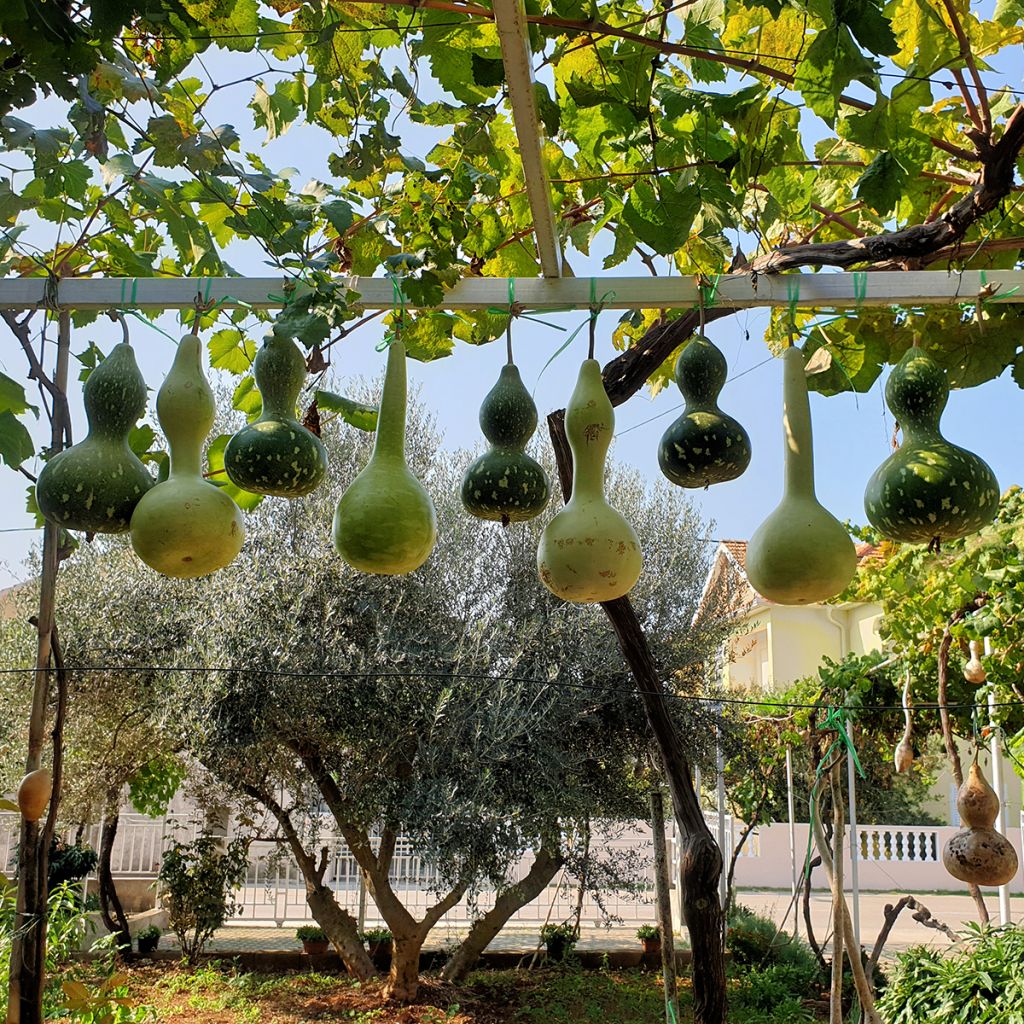 Curgete cabaça Pélerine - Ferme de Sainte Marthe Bio