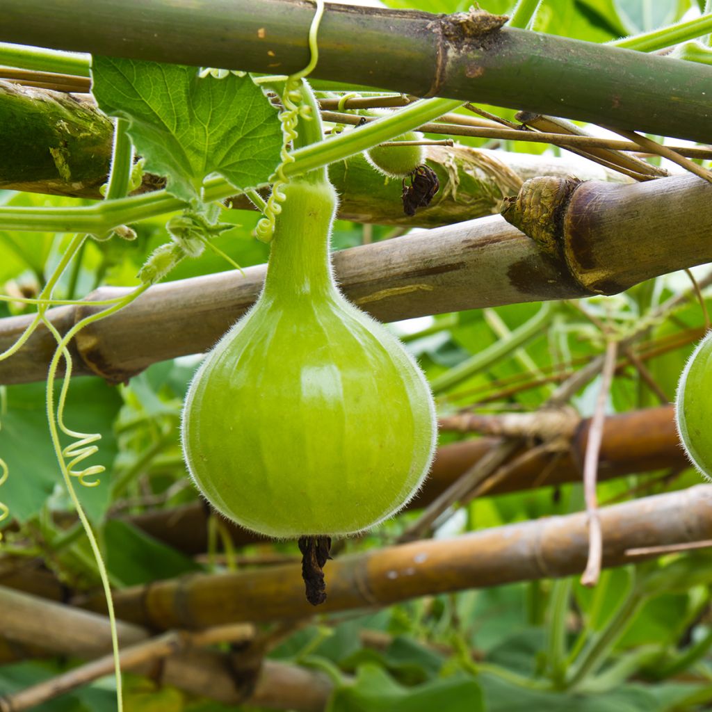Curgete cabaça Pélerine - Ferme de Sainte Marthe Bio