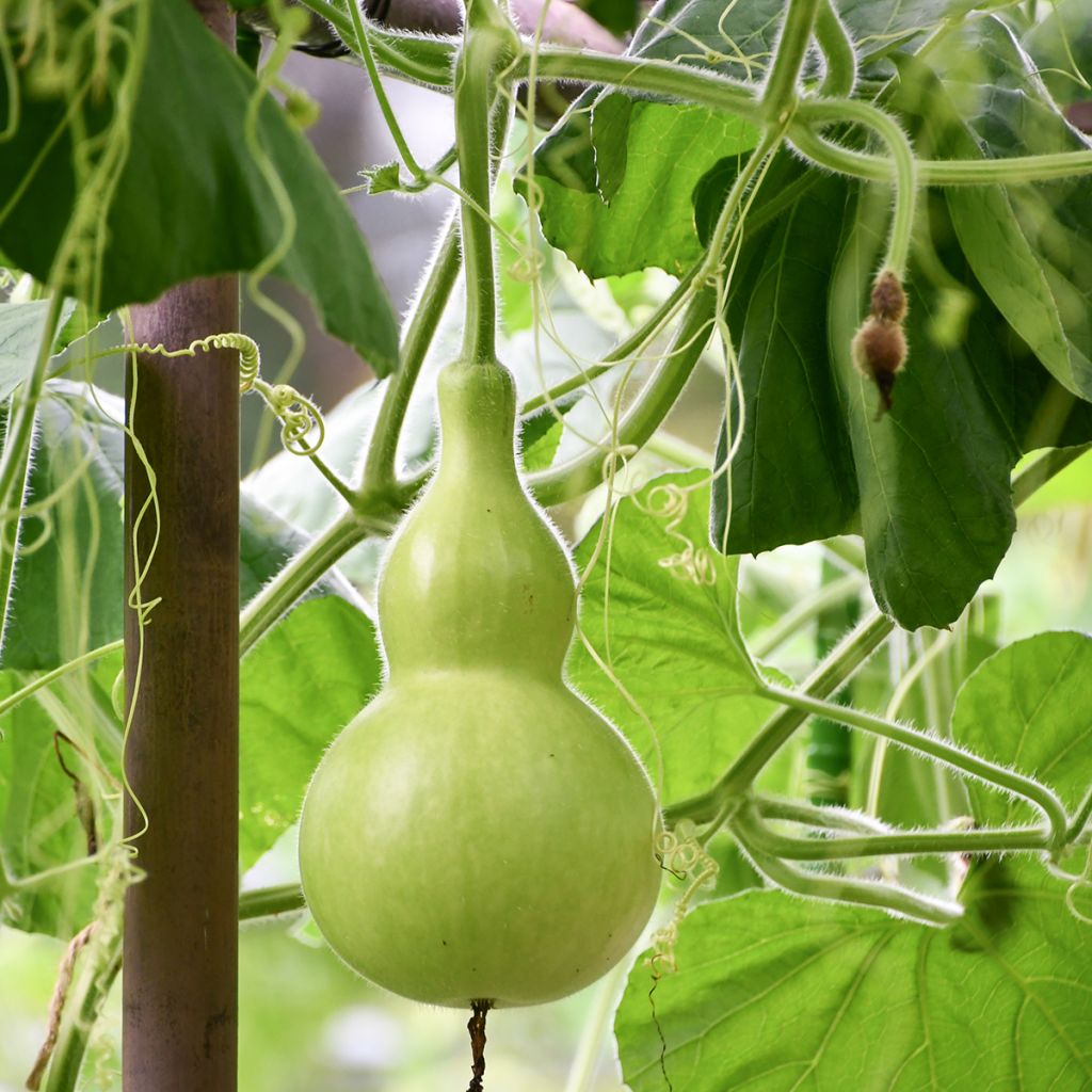 Curgete cabaça Pélerine - Ferme de Sainte Marthe Bio