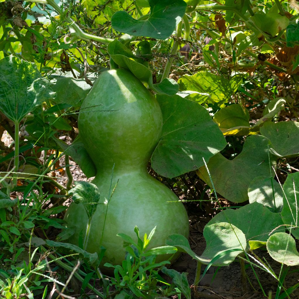 Curgete cabaça Pélerine - Ferme de Sainte Marthe Bio