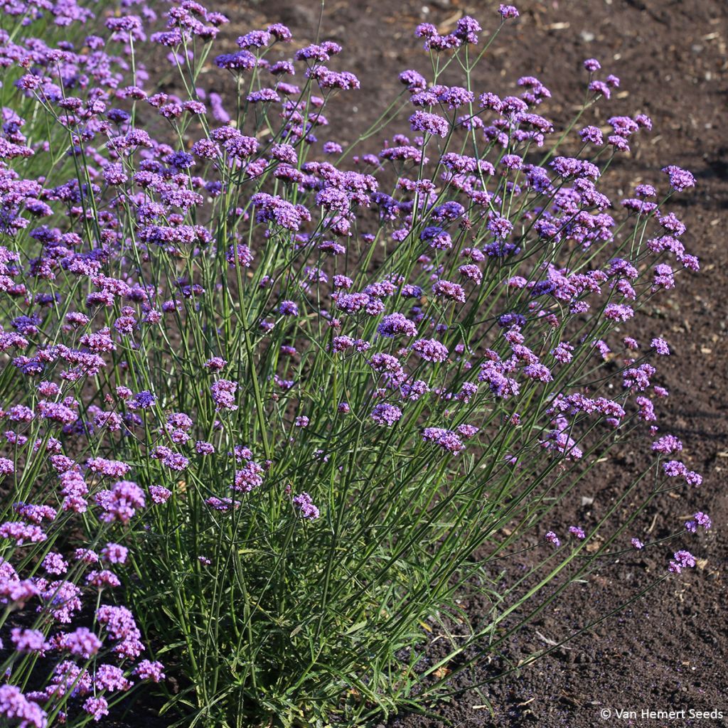 Verbena bonariensis Vanity em sementes